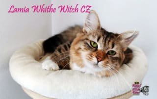 Sibirische Katze - Lamia White Whitch*CZ