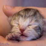 Sibirische Katze - Brinella Royal Pink Paws