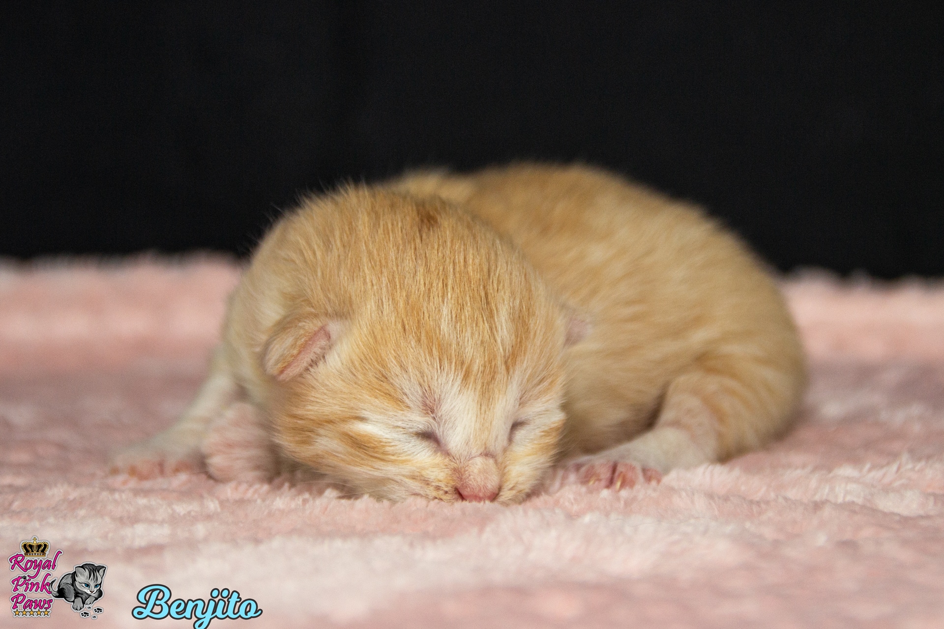 Sibirische Katze - Benjito Royal Pink Paws