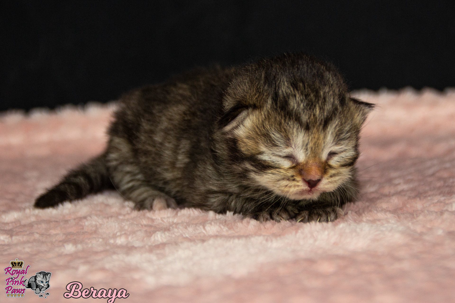 Sibirische Katze - Beraya Royal Pink Paws