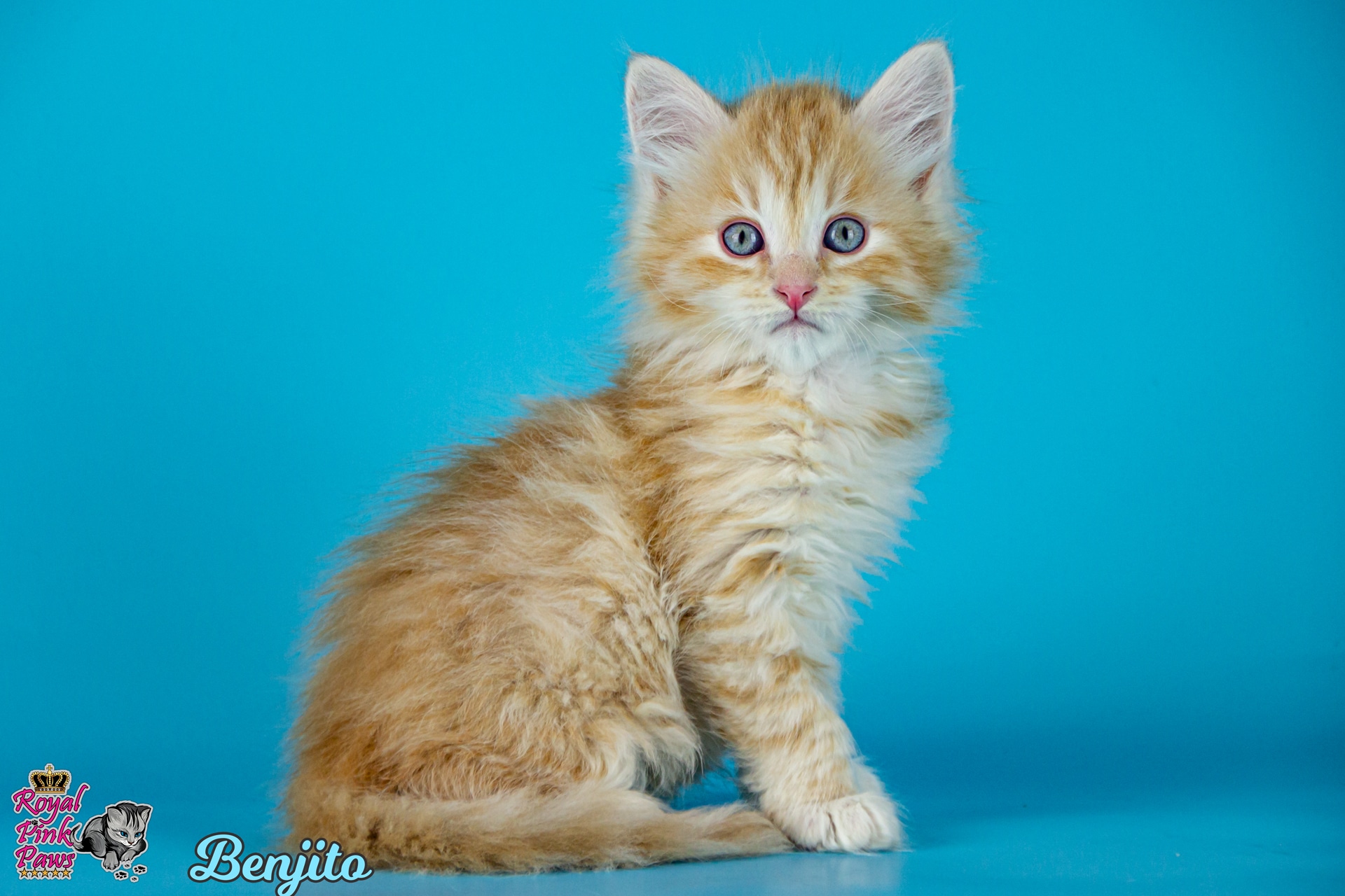 Sibirische Katze - Benjito Royal Pink Paws