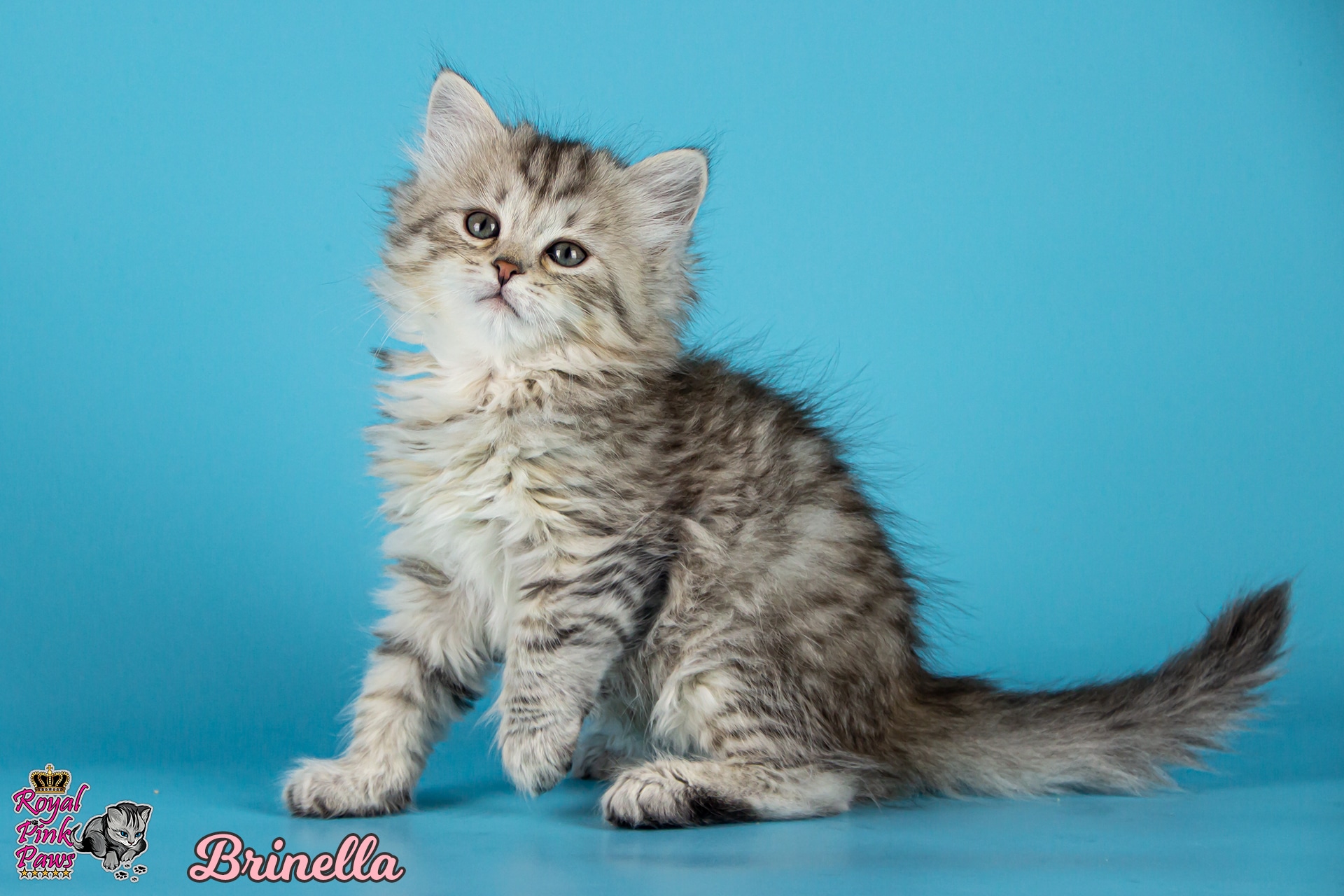 Sibirische Katze - Brinella Royal Pink Paws