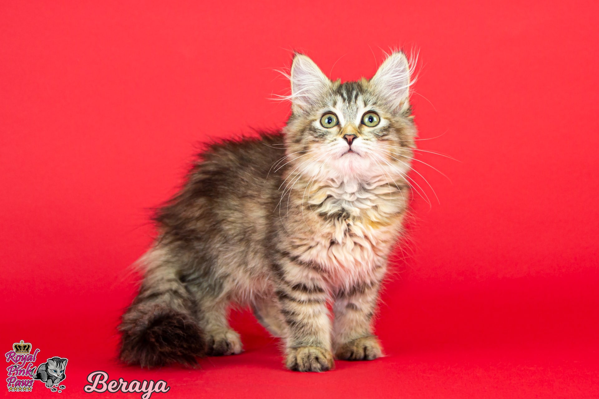 Sibirische Katze - Beraya Royal Pink Paws
