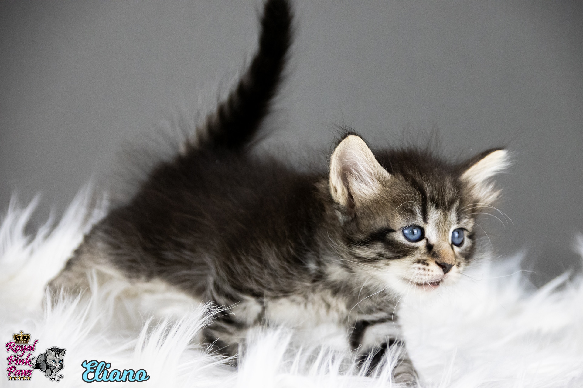 Sibirische Katze - Eliano Royal Pink Paws