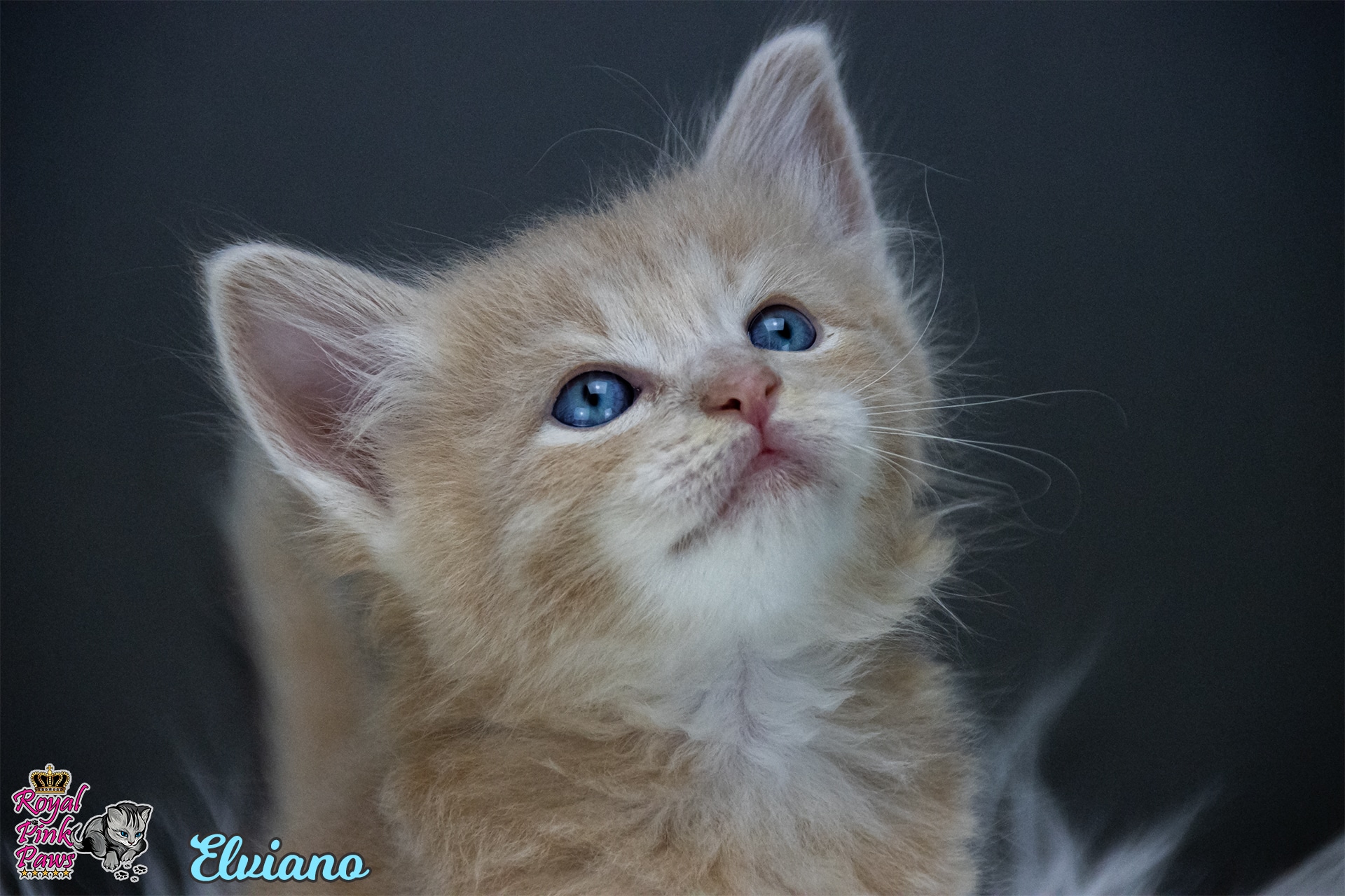 Sibirische Katze - Elviano Royal Pink Paws