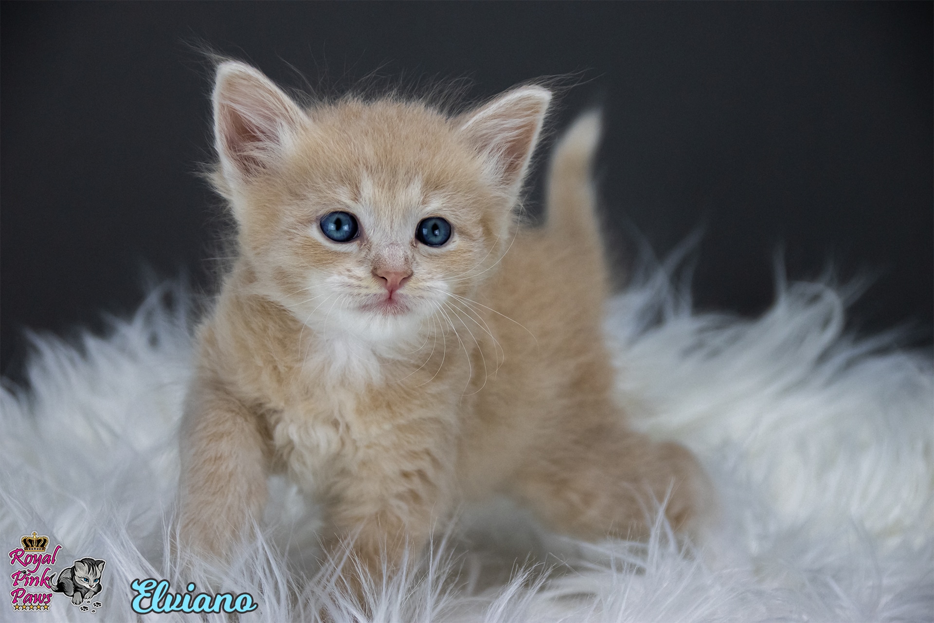 Sibirische Katze - Elviano Royal Pink Paws