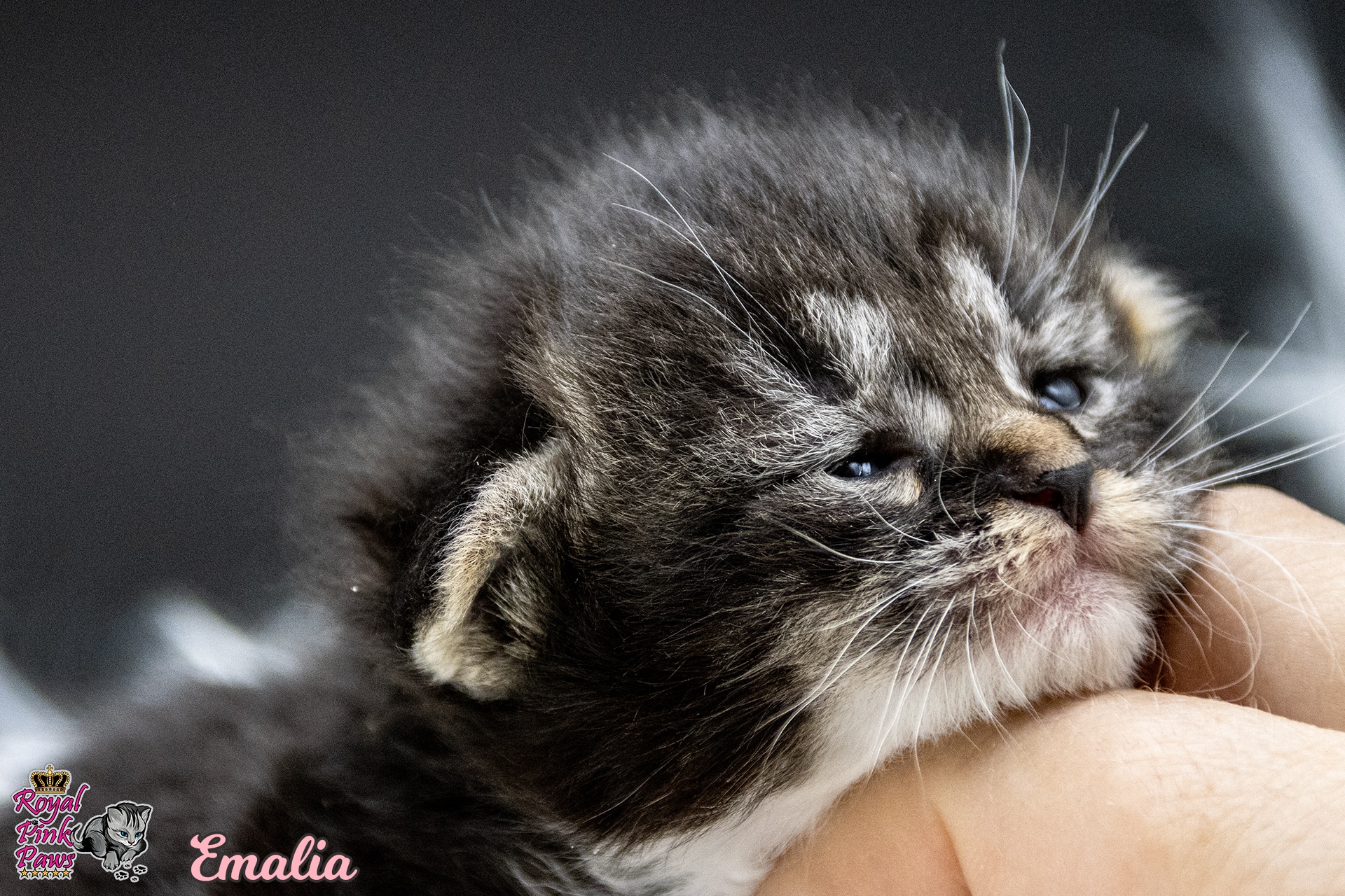 Sibirische Katze - Emalia Royal Pink Paws