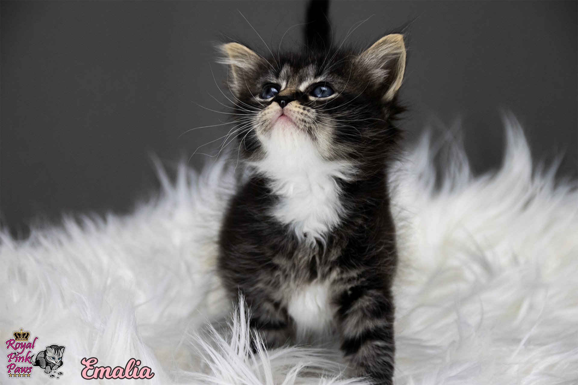 Sibirische Katze - Emalia Royal Pink Paws