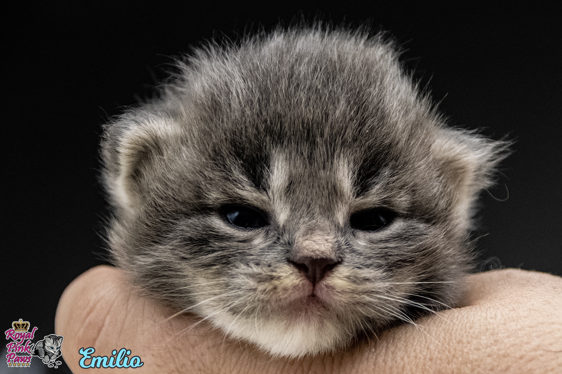 Sibirische Katze - Emilio Royal Pink Paws