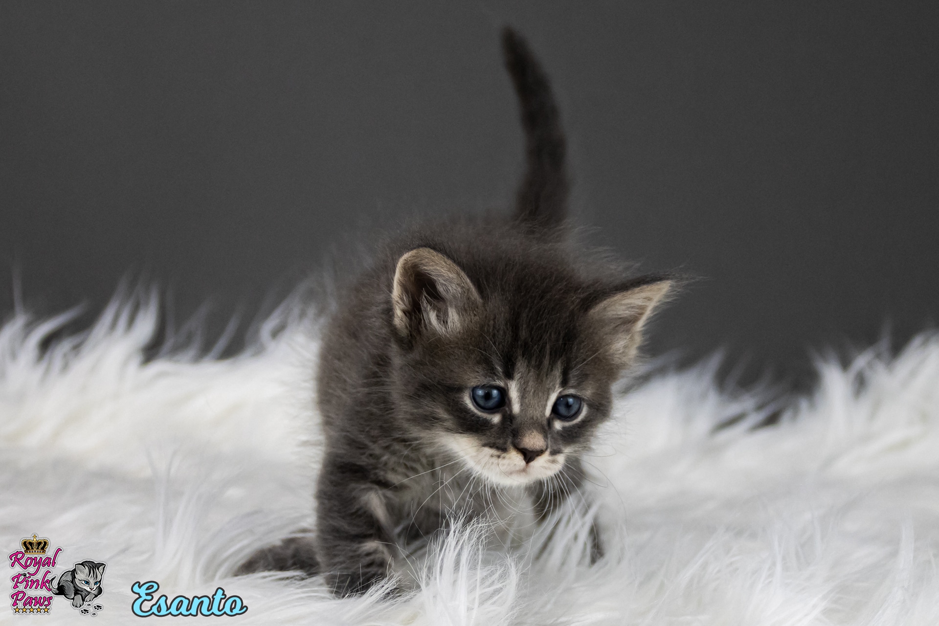 Sibirische Katze - Esanto Royal Pink Paws