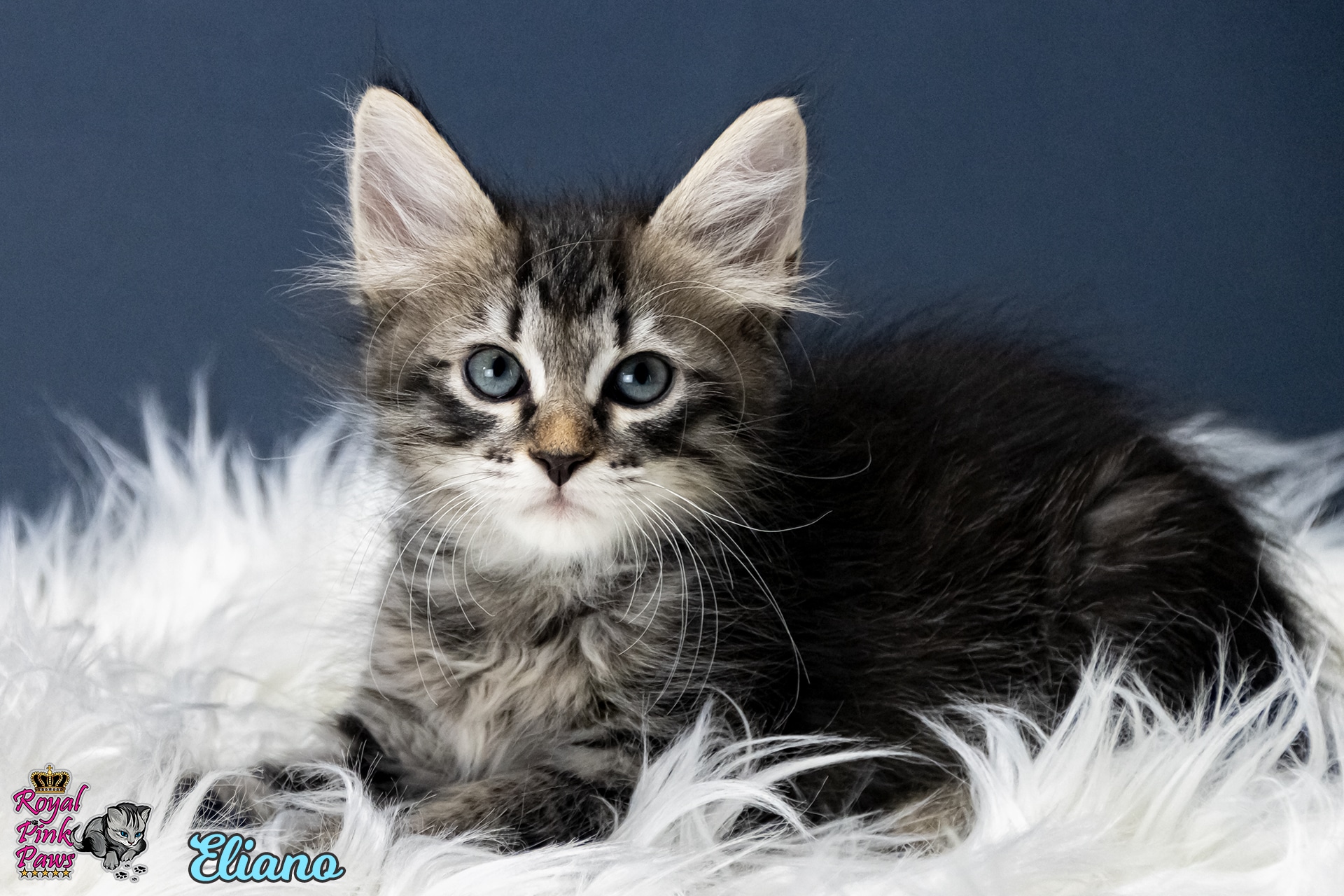 Sibirische Katze - Eliano Royal Pink Paws