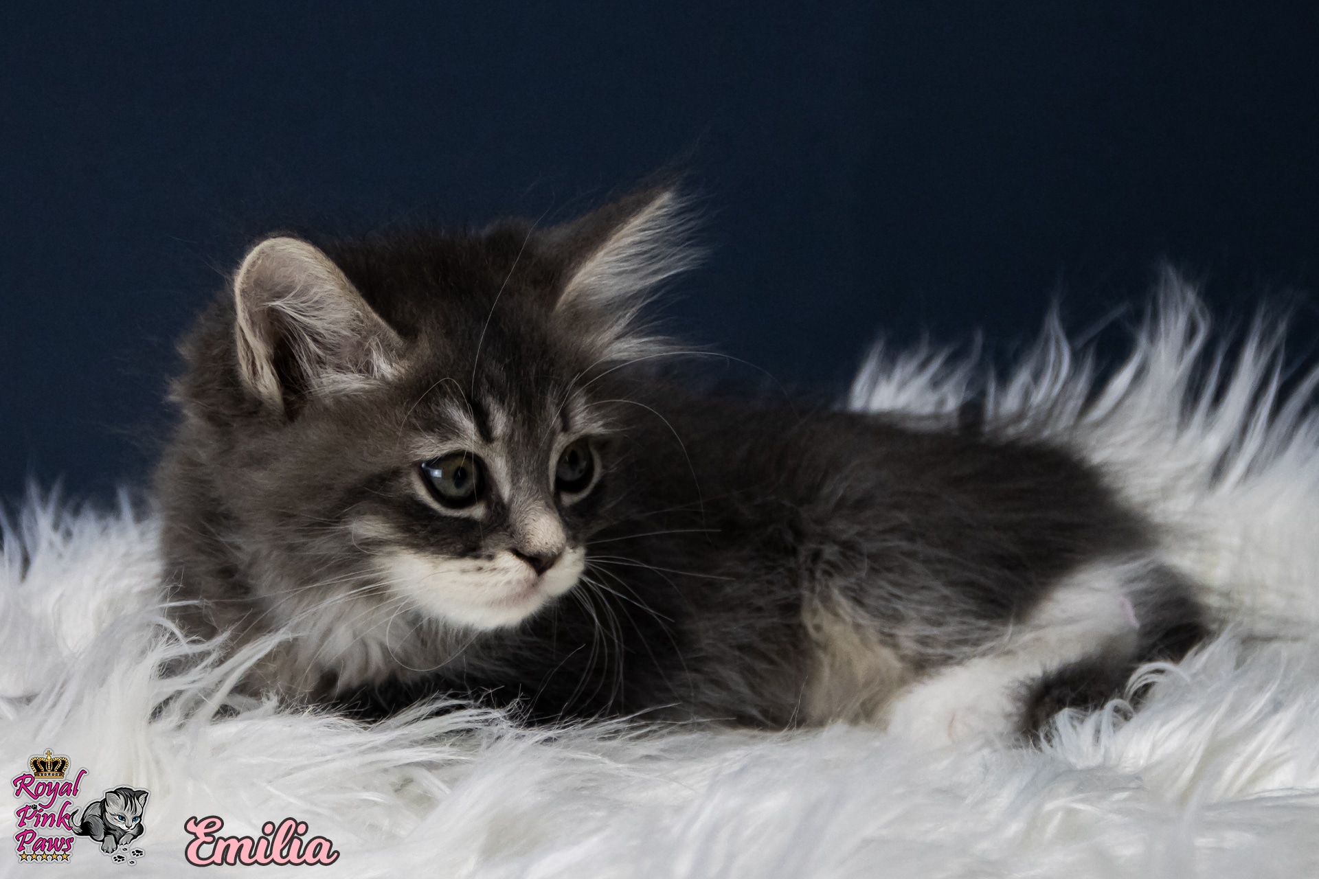 Sibirische Katze - Emilia Royal Pink Paws