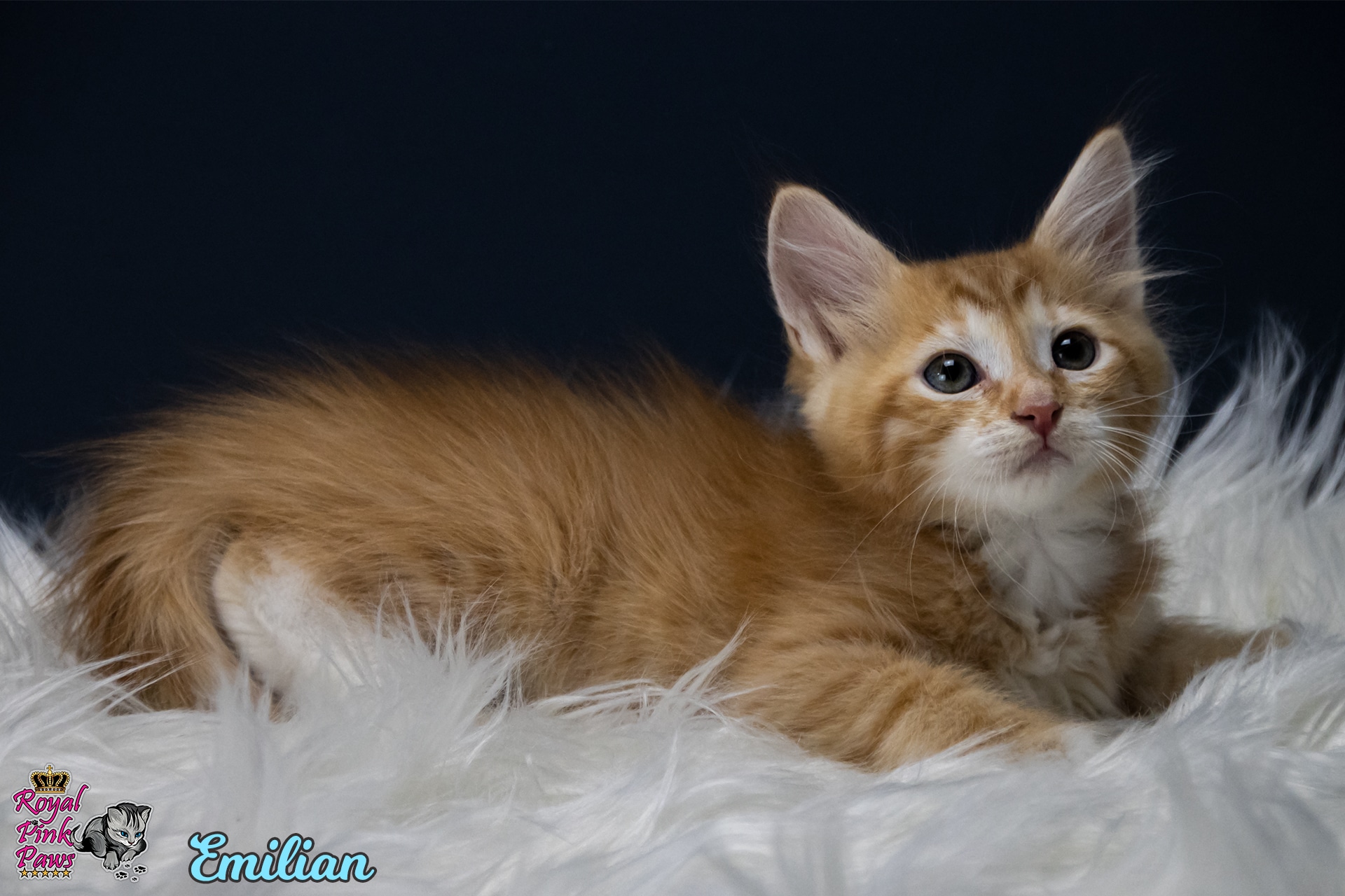 Sibirische Katze - Emilian Royal Pink Paws