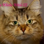 Sibirische Katze - Lamia White Whitch*CZ