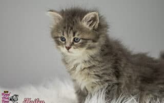 Sibirische Katze - Hailey Royal Pink Paws