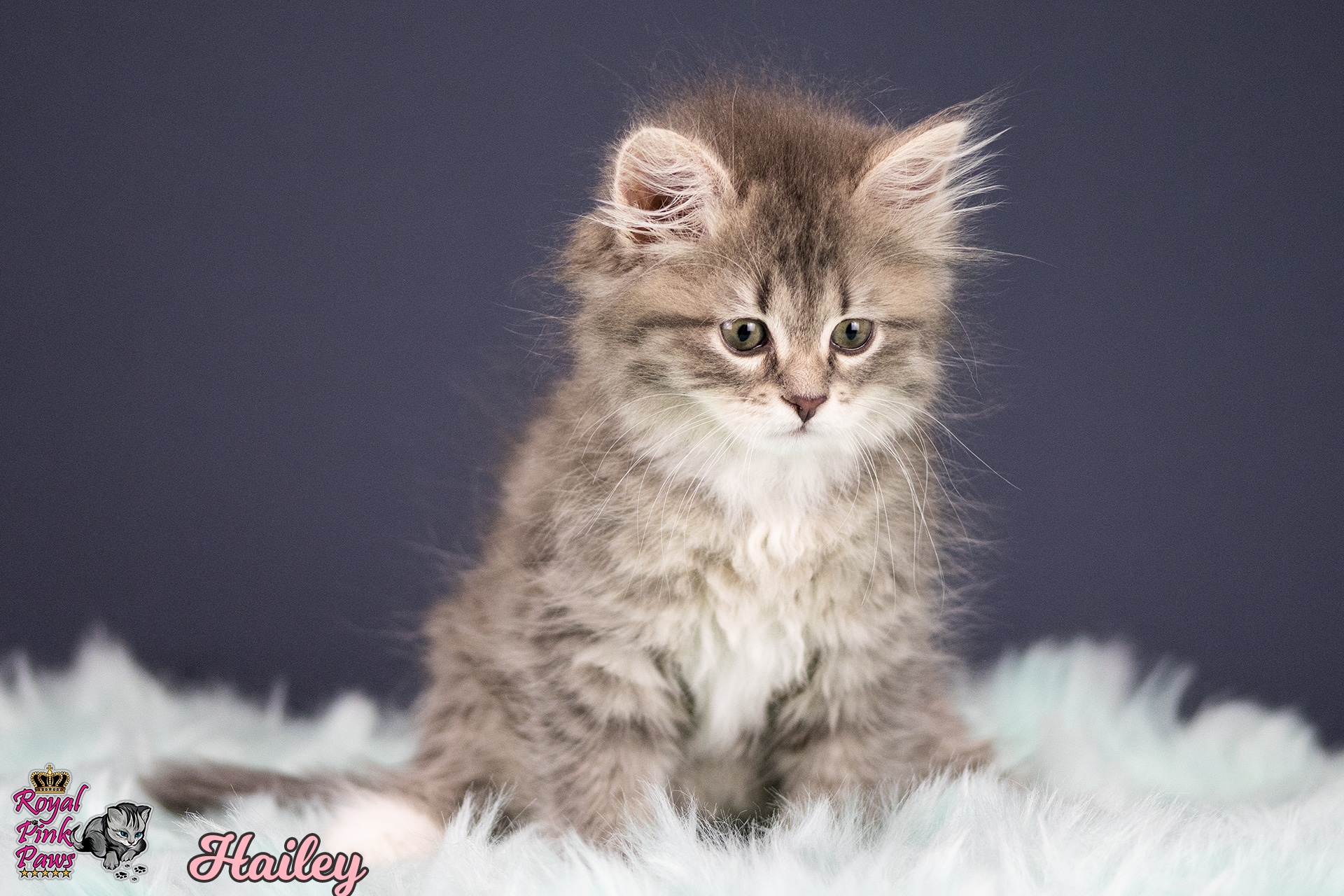 Sibirische Katze - Hailey Royal Pink Paws