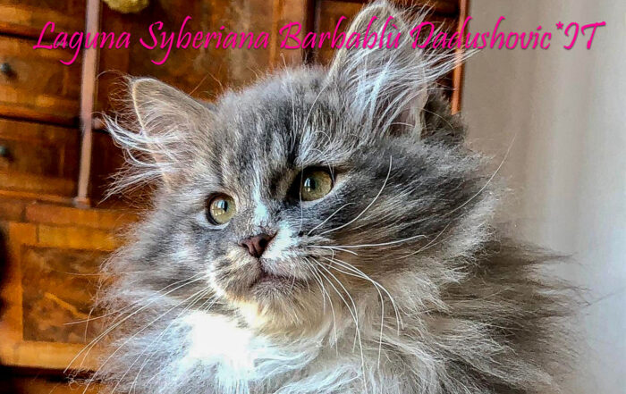 Sibirische Katze - Laguna Syberiana Barbablù Dadushovic*IT