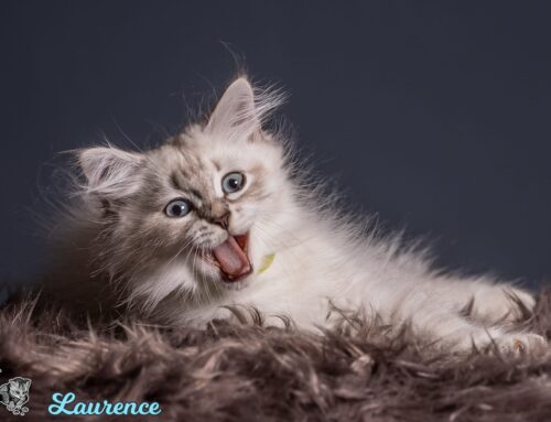 Neue Kittenfotos vom K & J-Wurf online