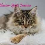 Sibirische Katze - CH Siberian Sprite Jamaica
