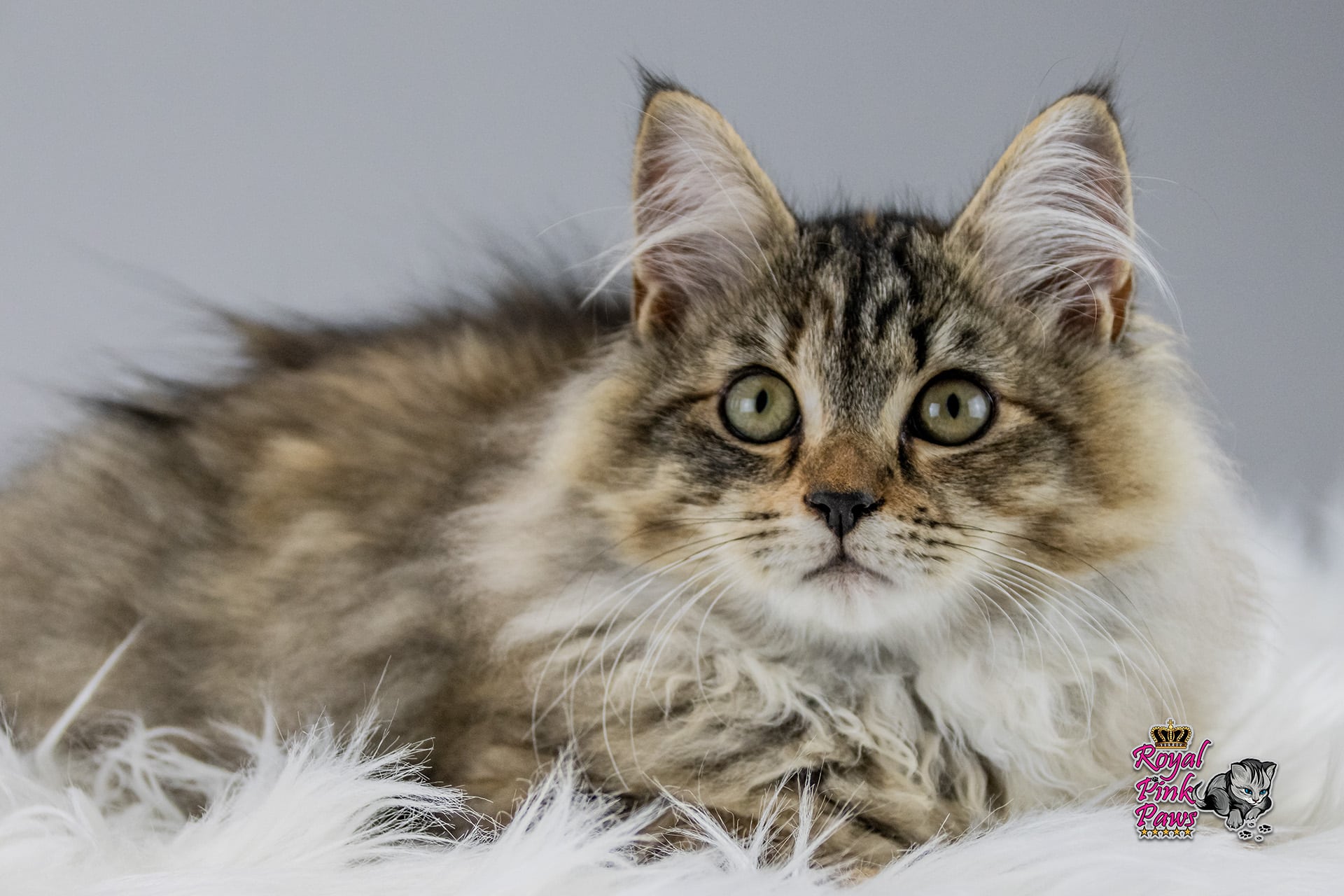 Sibirische Katze - CH Siberian Sprite Jamaica