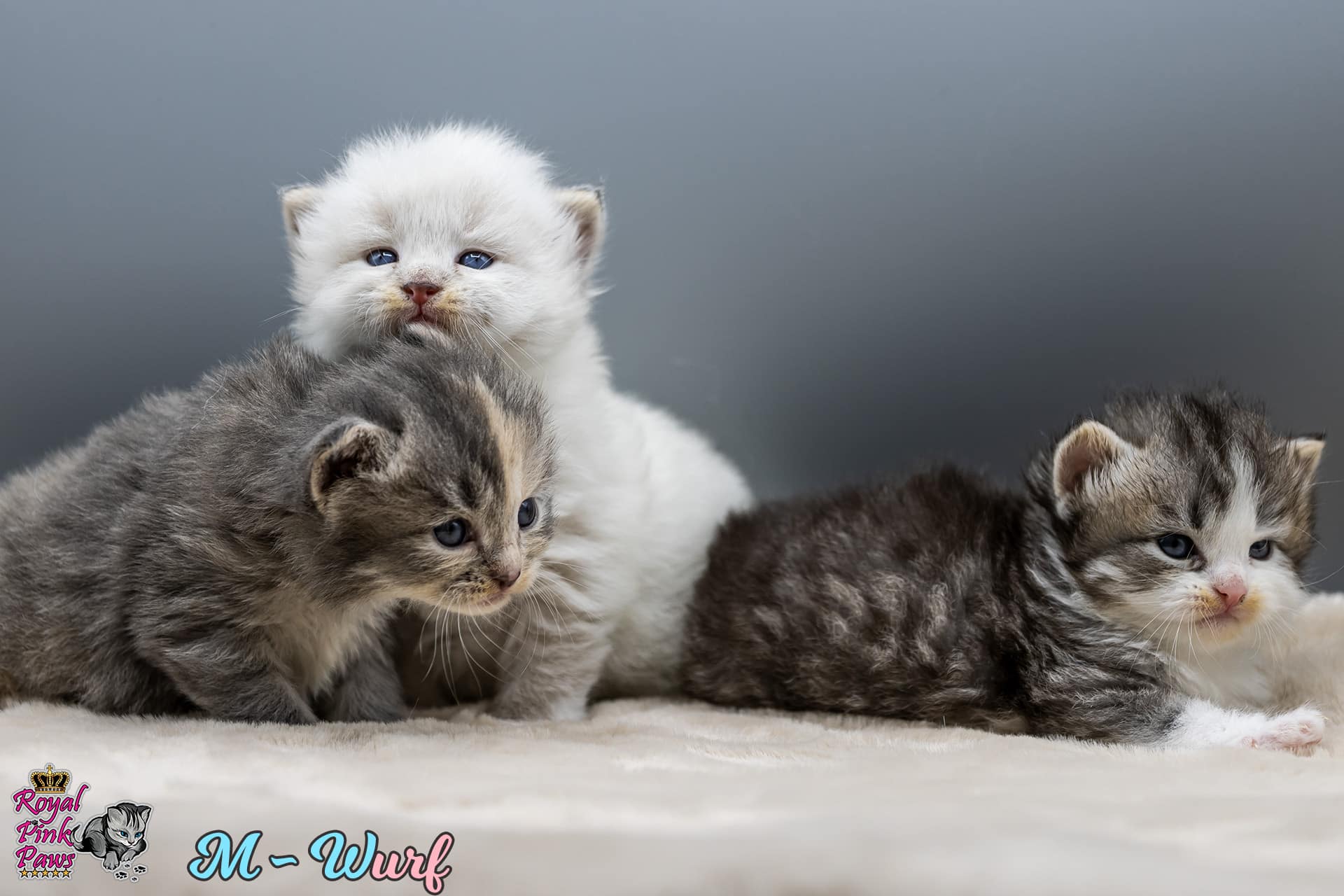 Neva & Sibirer Kitten M-Wurf