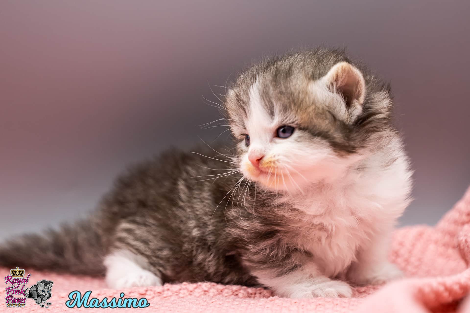 Sibirische Katze - Massimo Royal Pink Paws