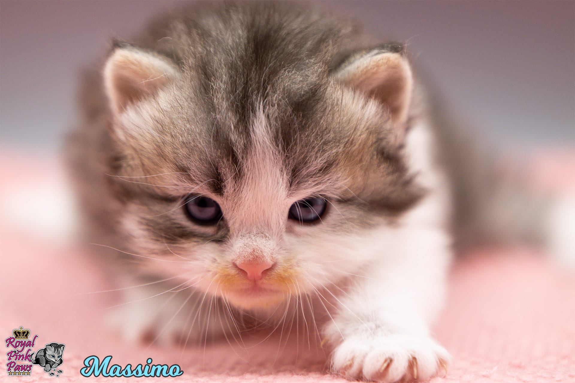 Sibirische Katze - Massimo Royal Pink Paws