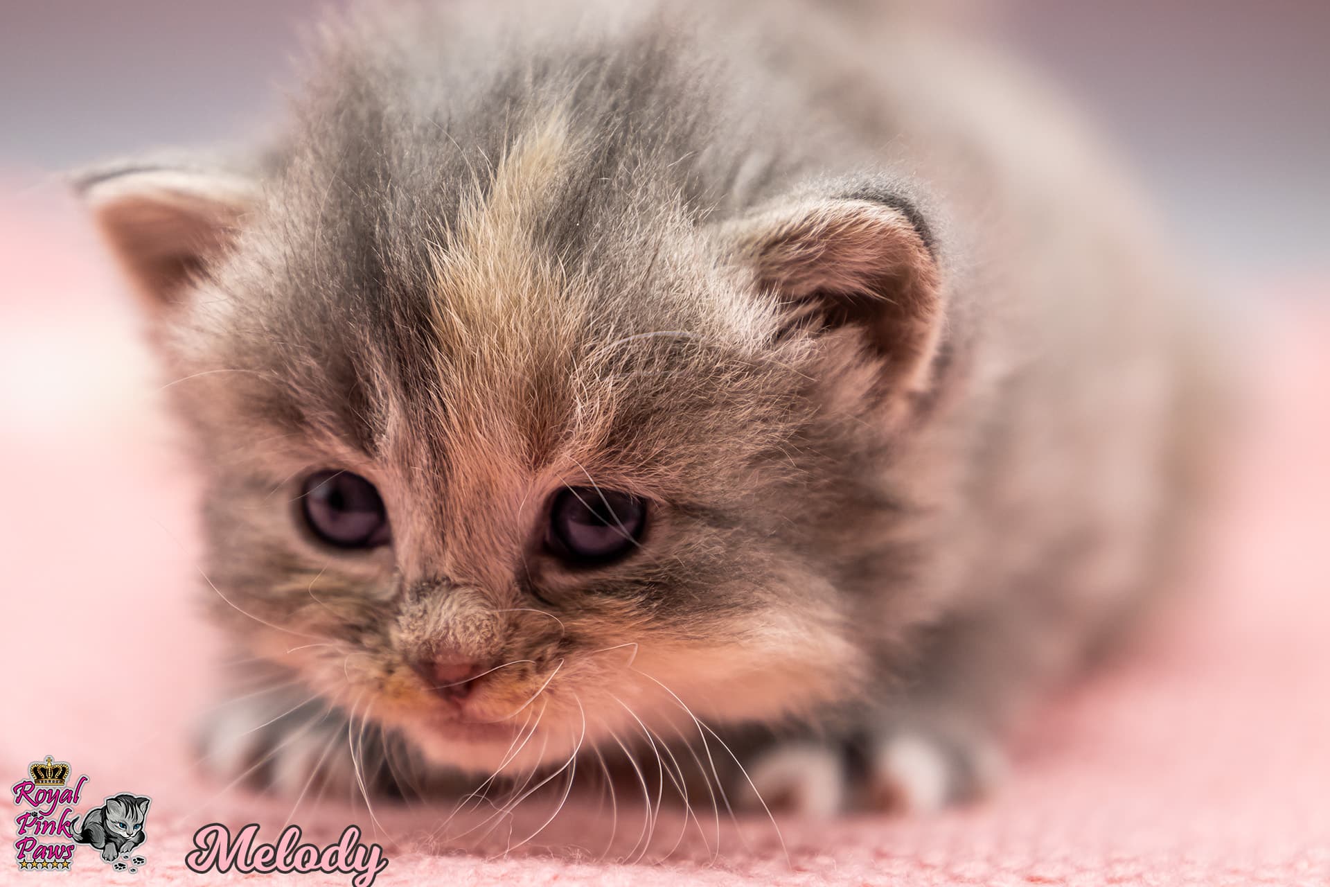 Sibirische Katze - Melody Royal Pink Paws