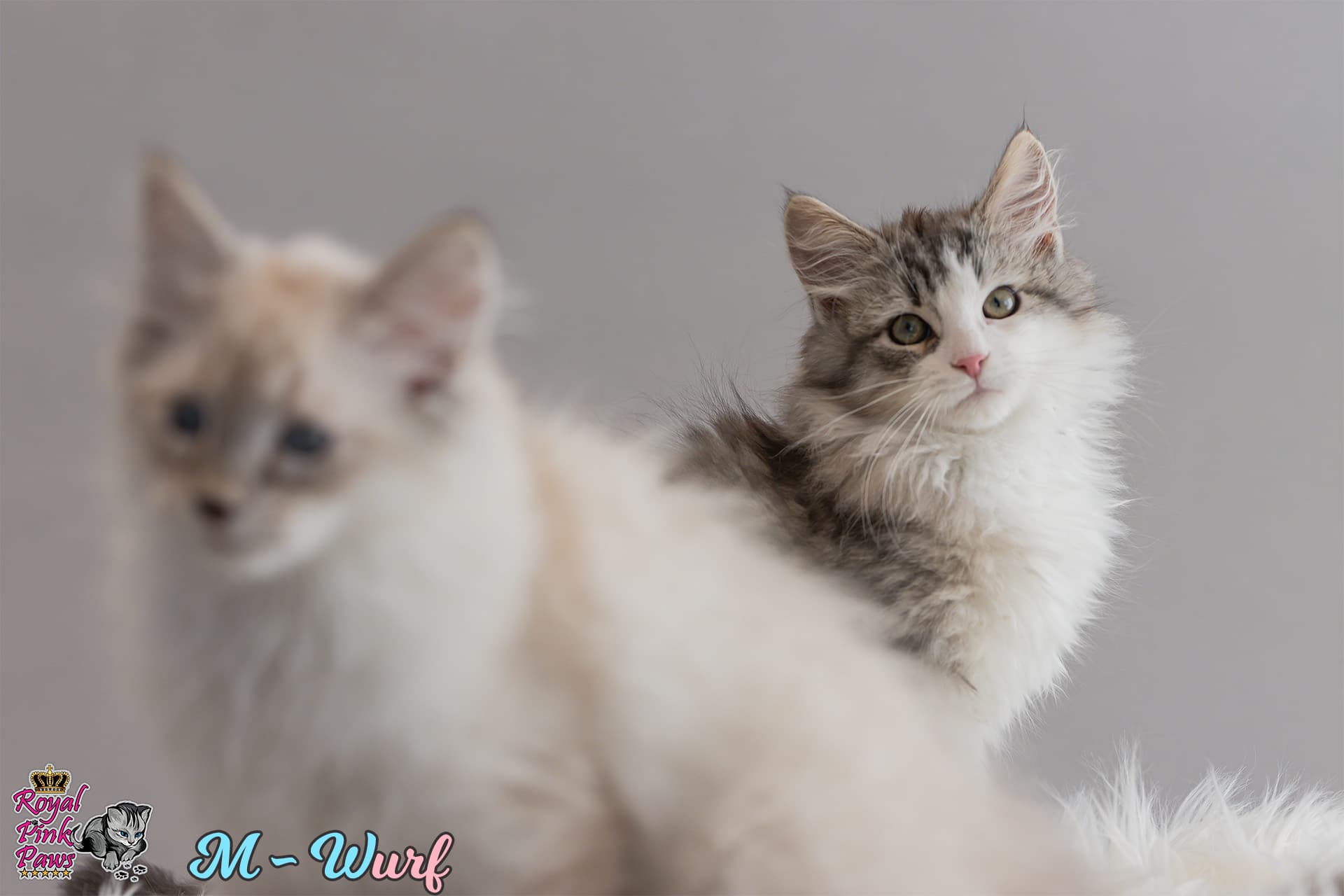 Neva & Sibirer Kitten M-Wurf