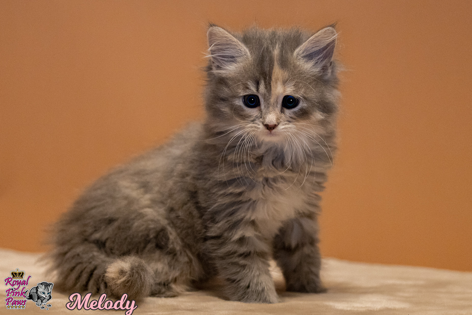 Sibirische Katze - Melody Royal Pink Paws
