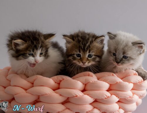 Neue Kittenbilder vom N-Wurf online