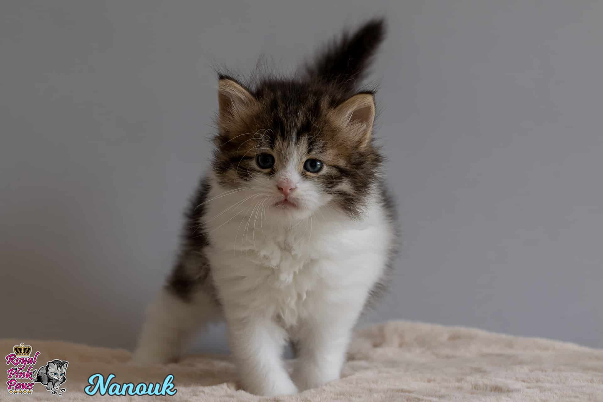 Sibirische Katze - Nanouk Royal Pink Paws
