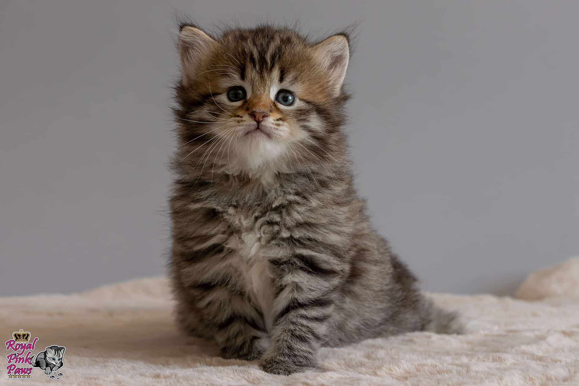 Sibirische Katze - Nikita Royal Pink Paws