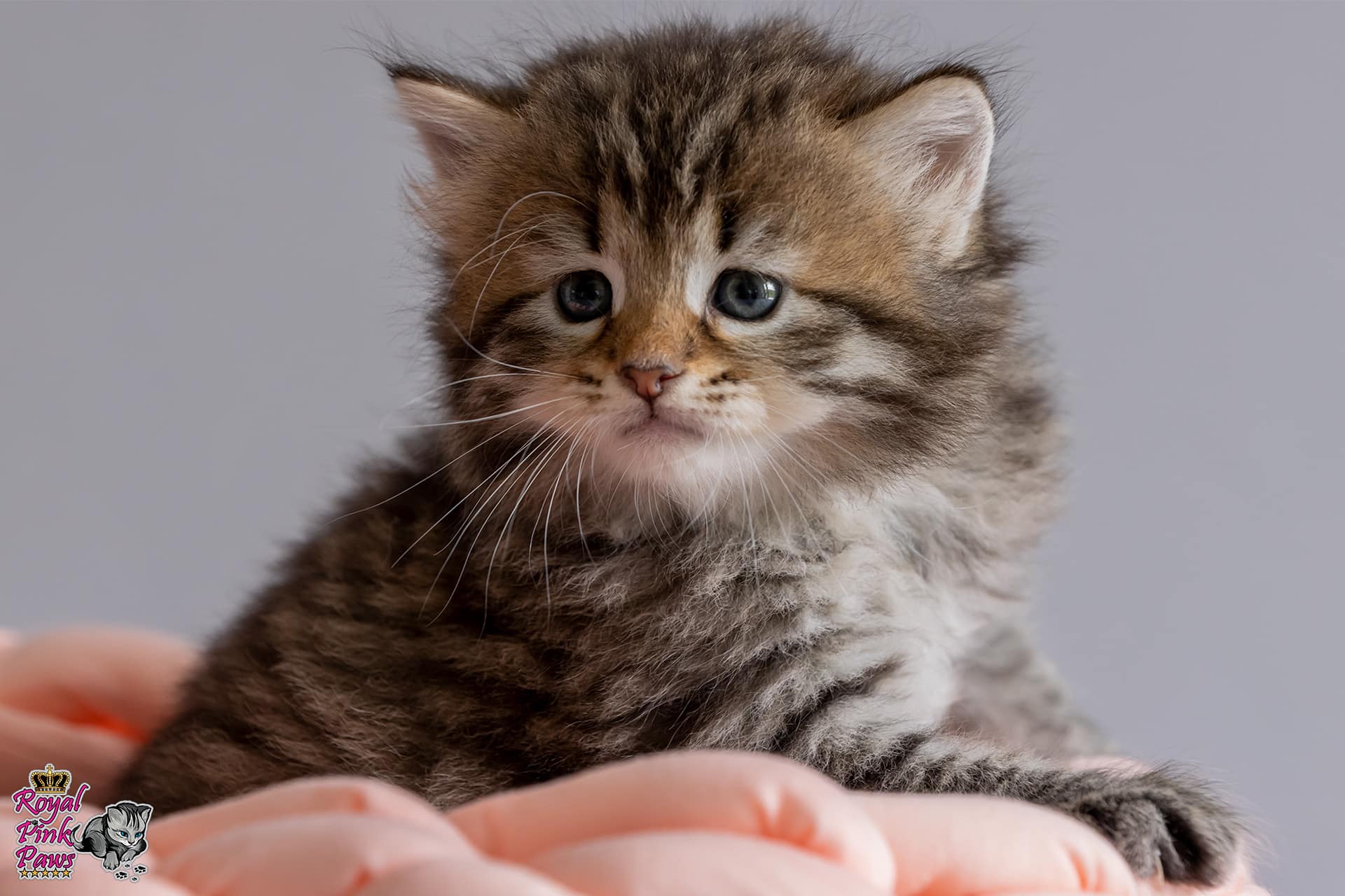 Sibirische Katze - Nikita Royal Pink Paws