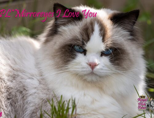 PL*Mirroreyes I Love You