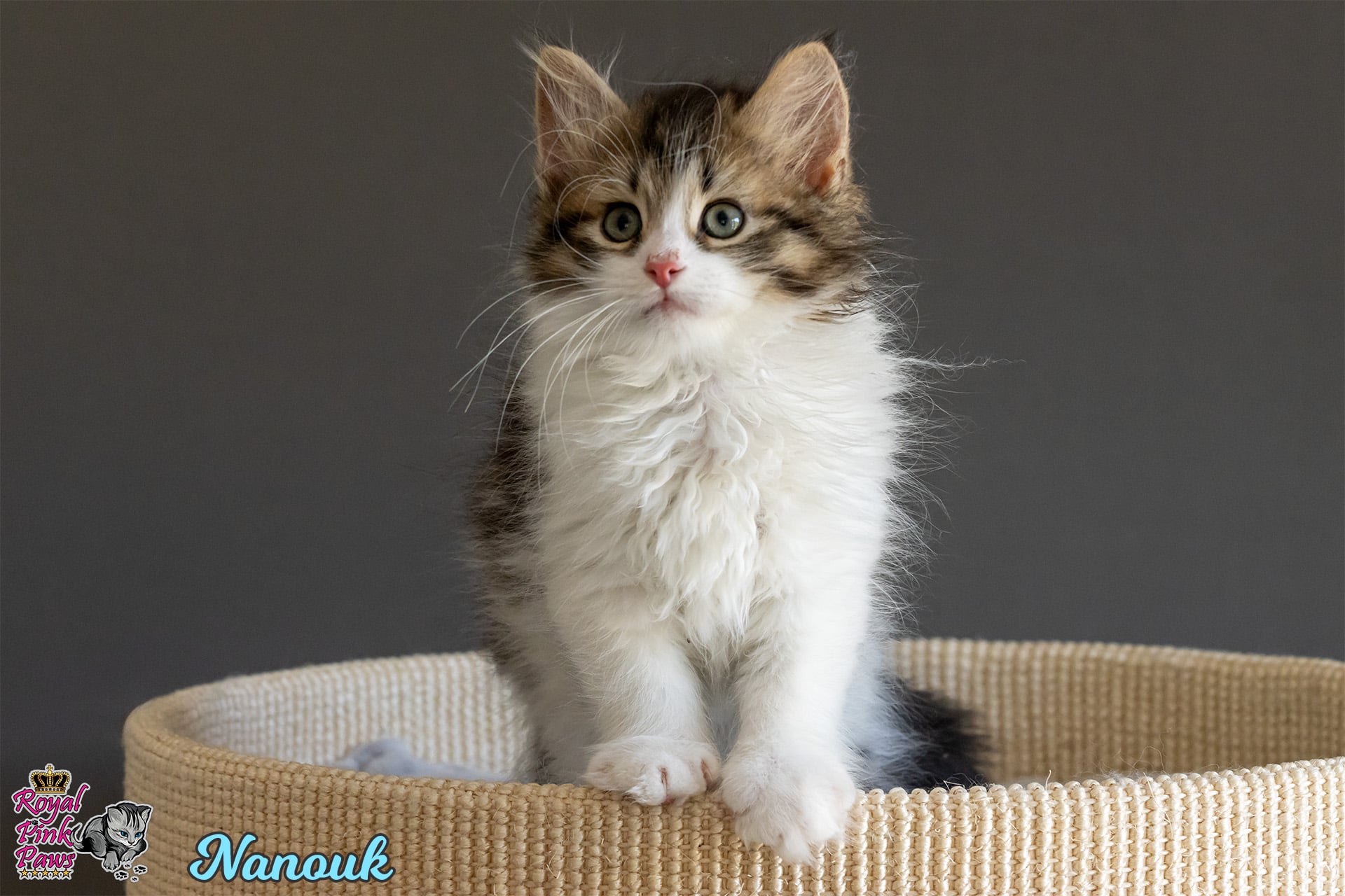 Sibirische Katze - Nanouk Royal Pink Paws
