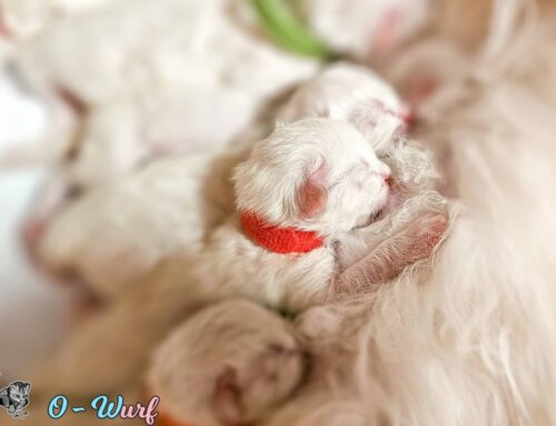 Geburtsankündiung Neva Masquarade Kitten O-Wurf