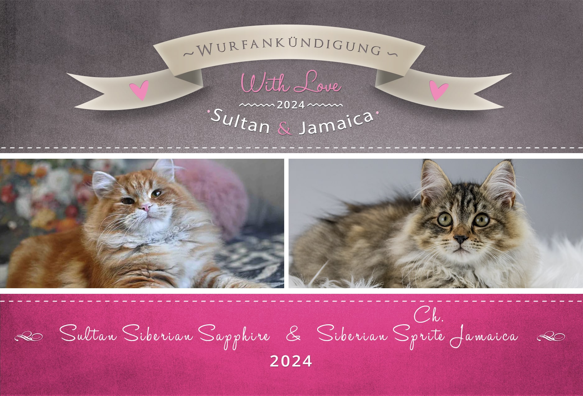 Wurfankündigung Sibirische Katze Sultan - Jamaica 2024