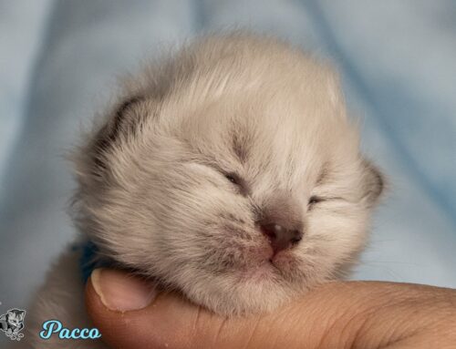 Neva Kitten Bilder vom P-Wurf online