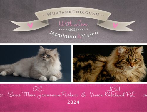 Wurfankündigung Q-Wurf – Sibirische & Neva Masquarade Kitten