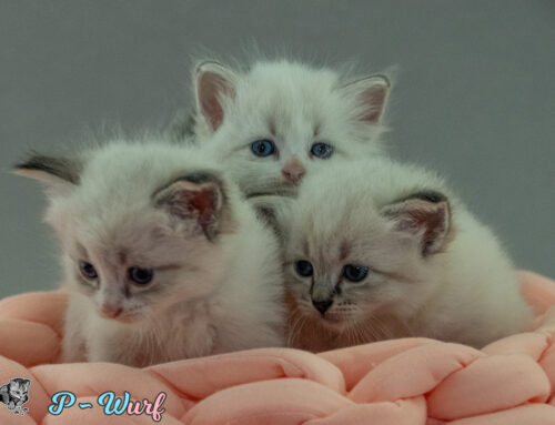 Neue Kittenbilder P-Wurf online