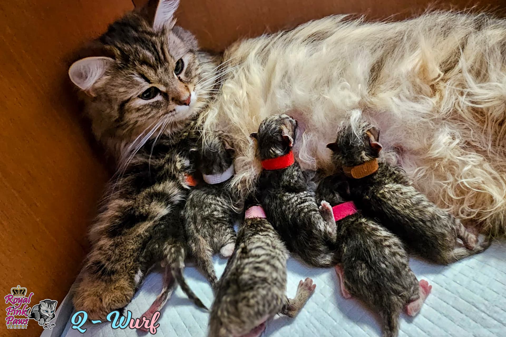 Sibirische Kitten Q-Wurf