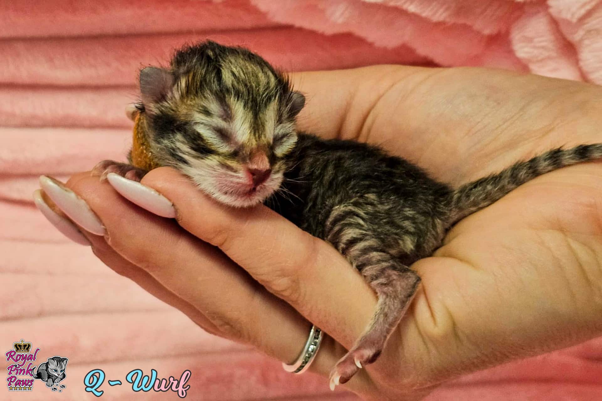 Sibirische Kitten Q-Wurf