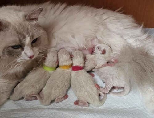 Geburtsankündiung Ragdoll Kitten R-Wurf
