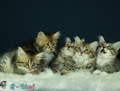 Neue Kittenbilder vom Q-Wurf online
