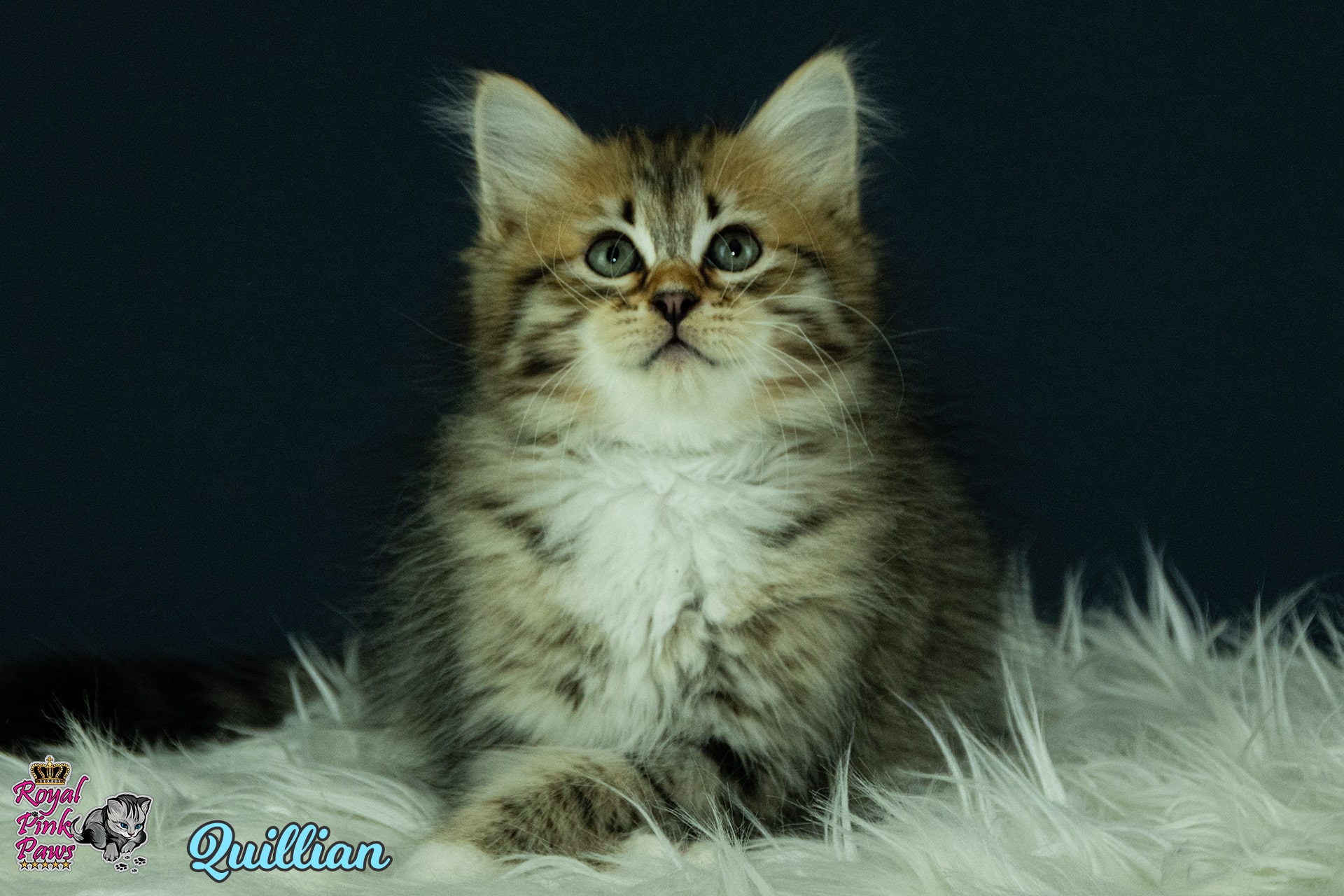 Sibirische Katze - Quillian Royal Pink Paws