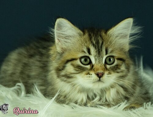 KCH Quirina Royal Pink Paws