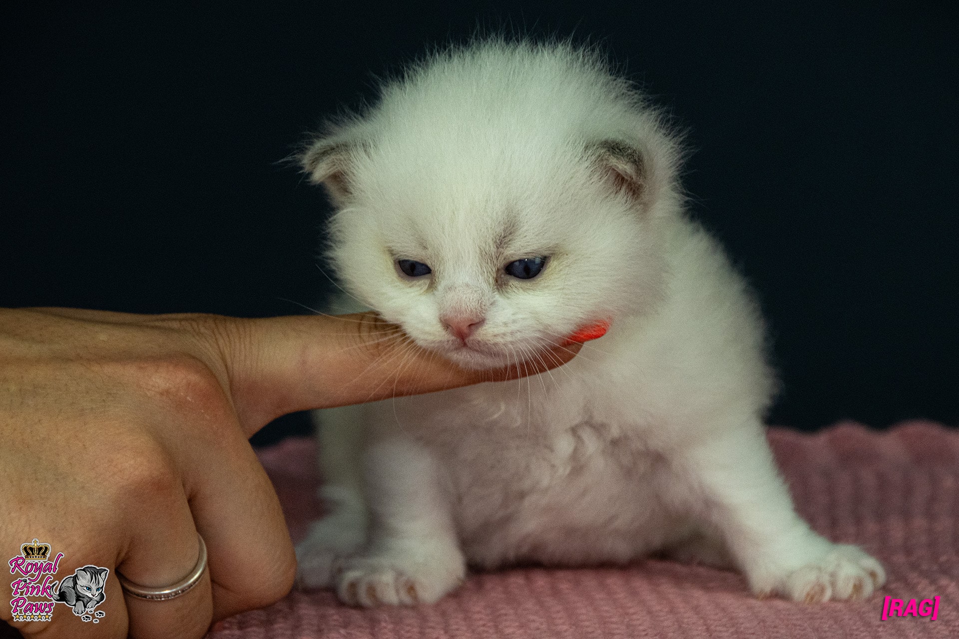 Ragdoll Kitten - Raffael Royal Pink Paws