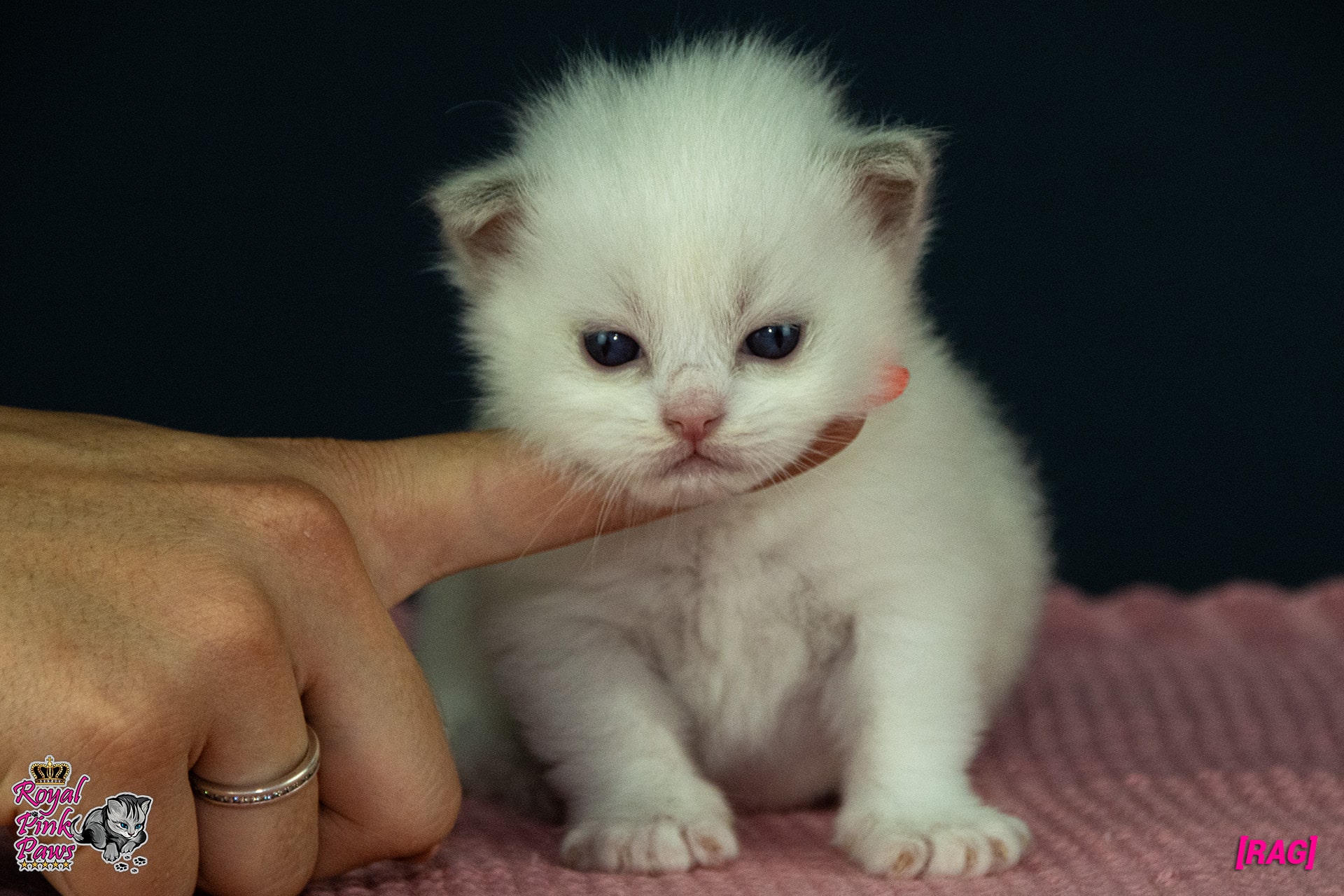 Ragdoll Kitten - Rebecca Royal Pink Paws