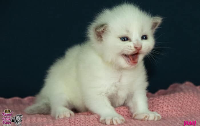 Ragdoll Kitten - Rebecca Royal Pink Paws